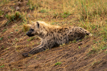 Spotted hyena lies on bank looking ahead