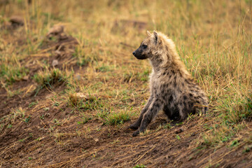 Spotted hyena sits on bank staring ahead