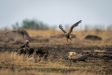 Tawny eagle flies over vultures eating kill