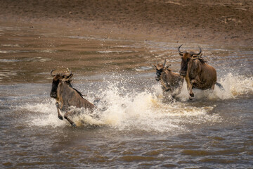 Three blue wildebeest gallop through shallow water