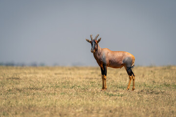 Topi stands in grassy plain watching camera