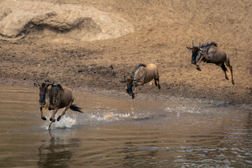 Three blue wildebeest jump into shallow stream