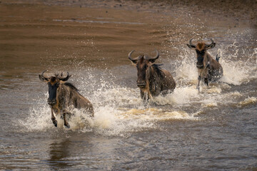 Three blue wildebeest galloping through shallow river