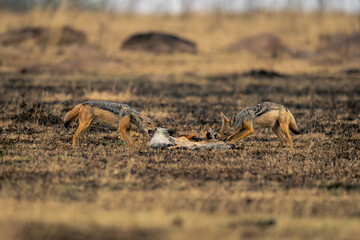 Two black-backed jackals stand chewing on carcase