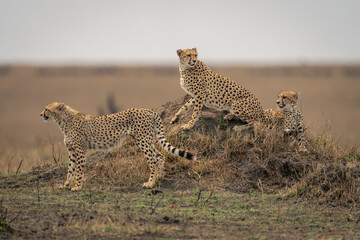 Three cheetahs on termite mound in savannah