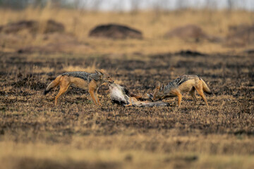 Two black-backed jackals stand eating fresh kill