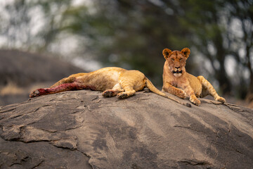 Two bloodied lionesses lying on bare rock