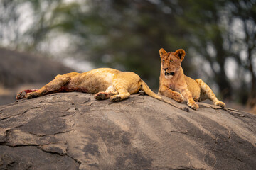 Two bloodied lionesses lie on bare kopje