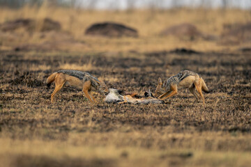 Two black-backed jackals stand feeding on kill