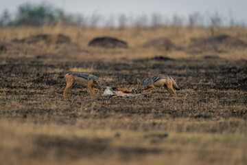 Two black-backed jackals stand feeding on carcase