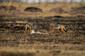 Two black-backed jackals stand with gazelle carcase