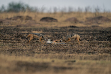 Two black-backed jackals stand feeding on gazelle