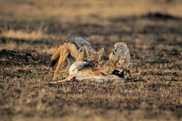 Two black-backed jackals stands gnawing gazelle carcase