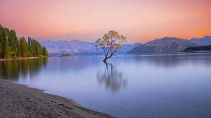 #ThatWanakaTree painted in orange