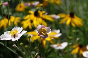 Obraz premium Blumen für Insekten