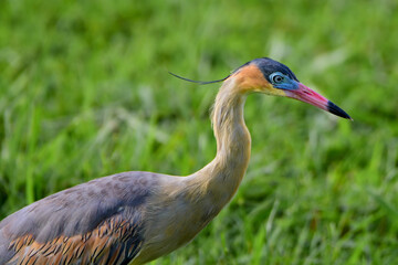 Whistling heron (Syrigma sibilatrix)