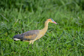 Whistling heron ( Syrigma sibilatrix)