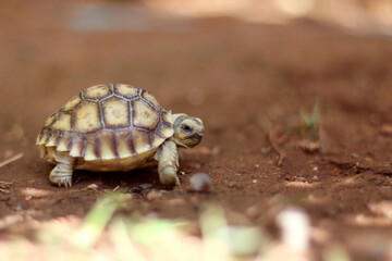 African Sulcata Tortoise Natural Habitat,Close up African spurred tortoise resting in the garden, Slow life ,Africa spurred tortoise sunbathe on ground with his protective shell ,Beautiful Tortoise