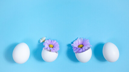 Row of white chicken eggs. Purple natural hrysanthemums in two broken eggs. Creative concept of the birth of a beautiful, new. Easter holiday.