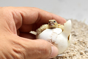 Africa spurred tortoise being born, Tortoise Hatching from Egg, Cute portrait of baby tortoise...