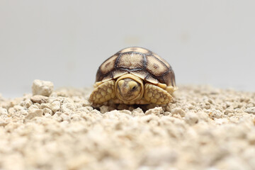 Africa spurred tortoise being born, Tortoise Hatching from Egg, Cute portrait of baby tortoise hatching, Birth of new life,Natural Habitat