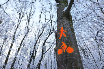 Sign for tourists, path and bicycle route sign on a tree in the forest in winter season.Cycling road sign in the woods on a trunk.