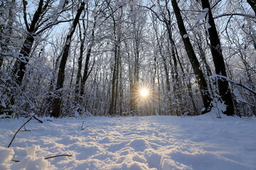 Forest,tree and branches covered with snow illuminated by the sunset light and sunset on background.