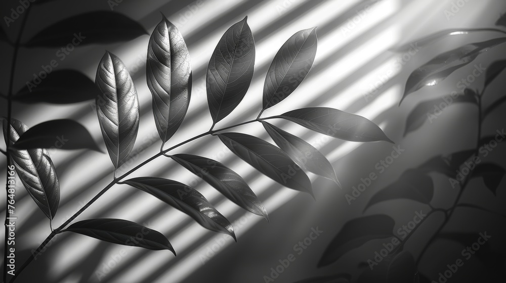 Poster shadow of window blinds on transparent background. overlay effect plant leaf. reflection shadow blin
