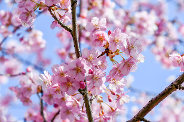 京都 淀水路の河津桜	