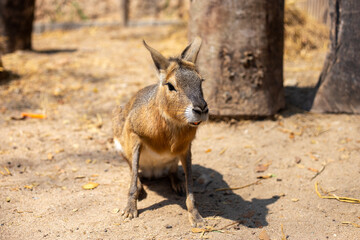 Naklejka na ściany i meble selective focus Patagonian mara animal in the cafe Wild animals are used as a selling point to attract customers to the store with an activity to feed wild animals up close