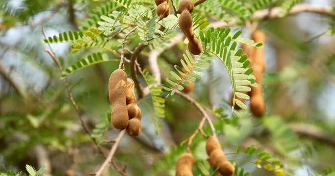 Fresh tamarind fruit with green leaves hanging on tree in agriculture land, close up. High definition shot at 4K, 60 fps video footage.