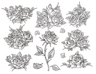 Blooming roses monochrome set elements