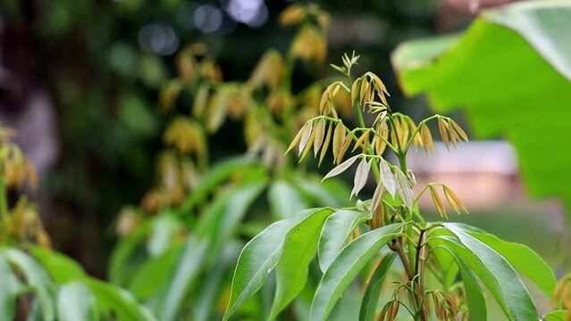 Selective focus shot of litchi trees growing in a plantation in daytime with blur background