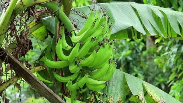 Closeup shot of banana tree with growing bananas in a plantation in daytime with blur background