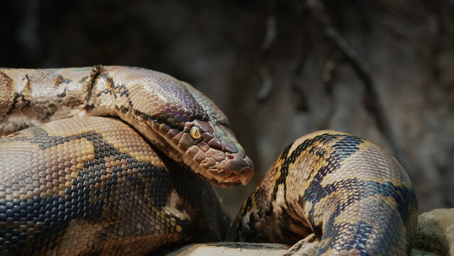 Big reticulated python crawling along the branches of a tree. 4k video