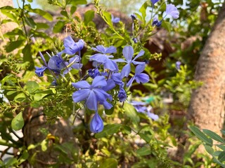 Purple flowers