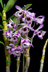 Dendrobium nobile var. Cooksonianum, a species orchid flower with white, pink and purple flowers