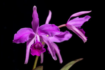 Cattleya lawrenceana flamea, a species orchid flower with violet purple coloring.