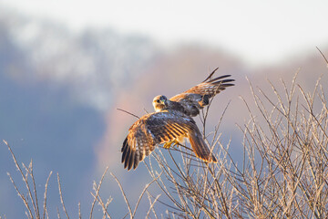 翼を広げるノスリ