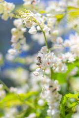 Growing a bunch of pink and white flowers