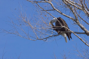 Bald Eagle perched in a tree
