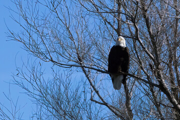 Bald Eagle perched in a tree