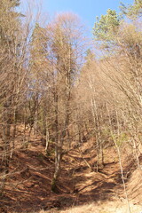 Fototapeta premium A group of trees