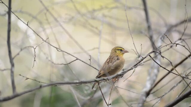 Gouldian finch (Erythrura gouldiae)