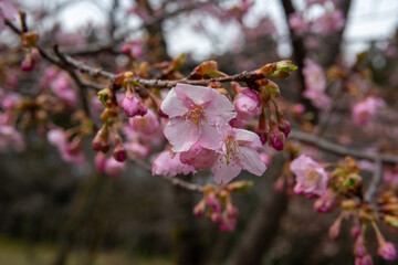 樹木公園の河津桜