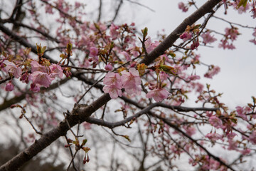 樹木公園の河津桜