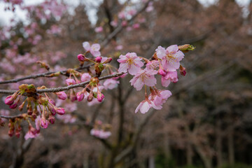 樹木公園の河津桜