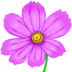 pink cosmos flower