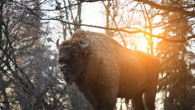 The European bison (Bison bonasus)