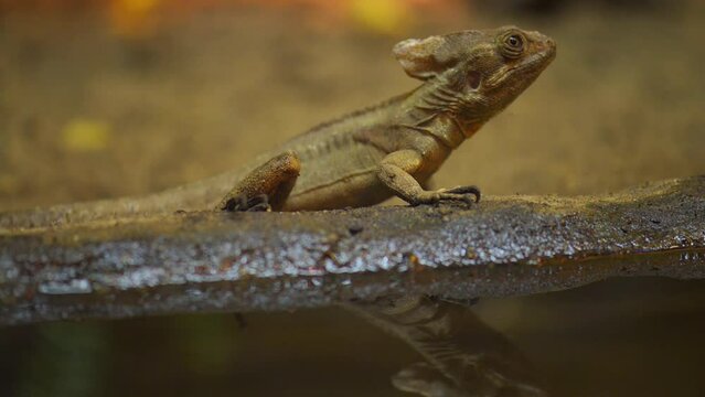 common basilisk (Basiliscus basiliscus)